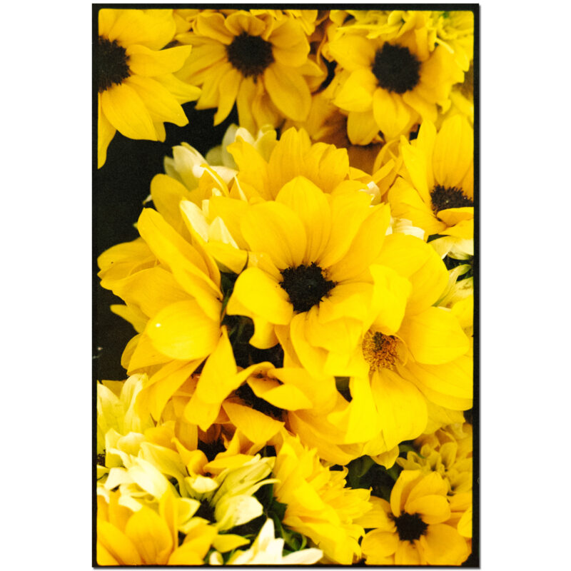 Sunflowers for Ukraine