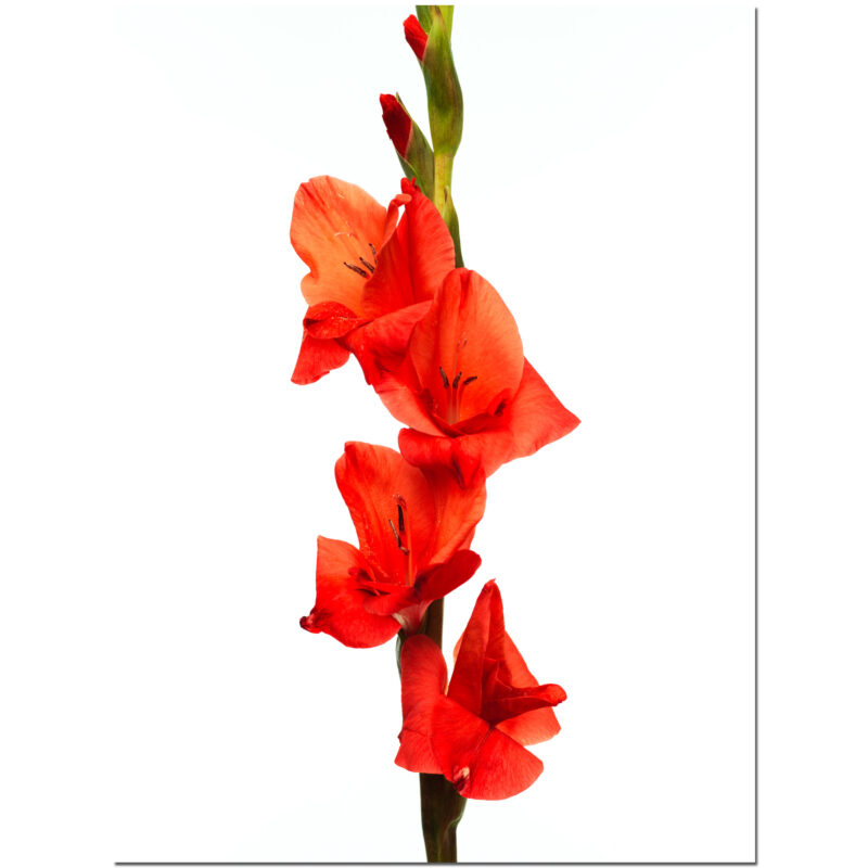 Solo Gladiolus