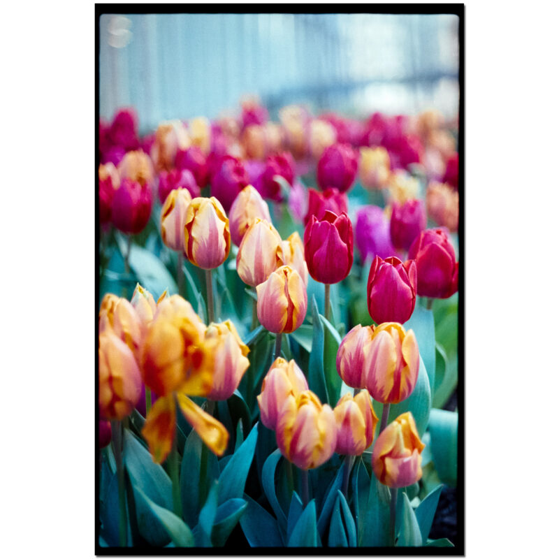 Tulips in Color