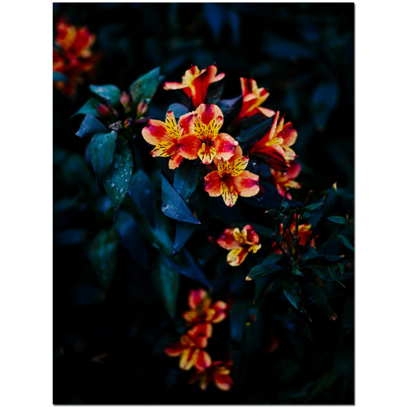 Proboscis Attractivis