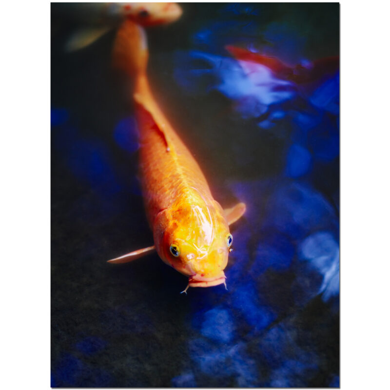 Koi Face