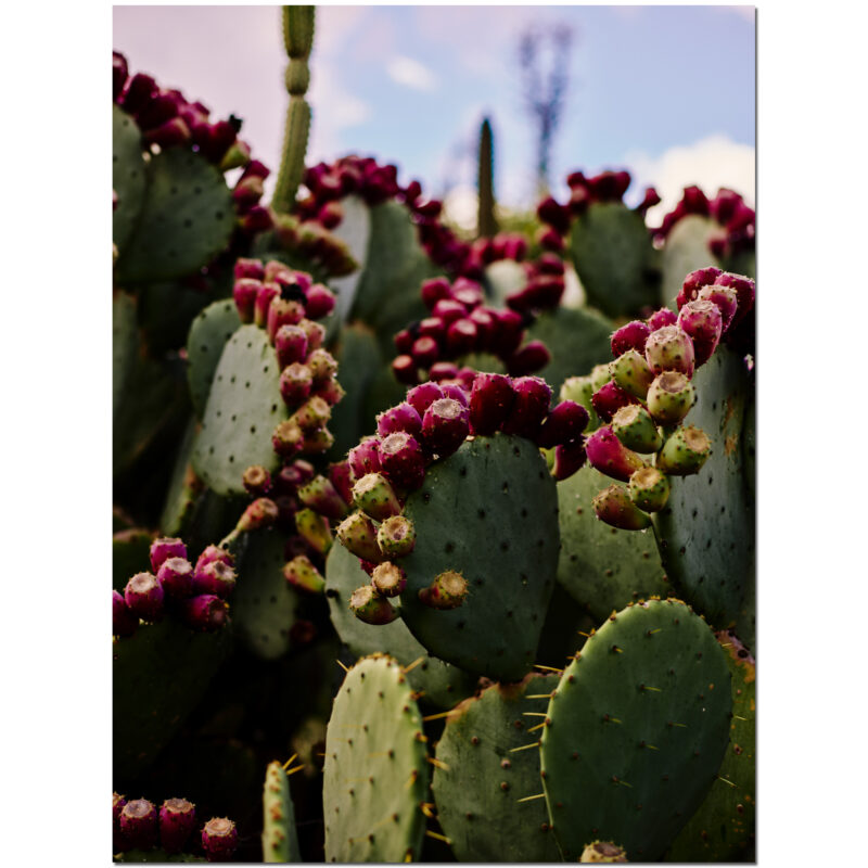 Cactus Blossoms